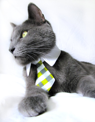Illustration for article titled Cat Neckties Are Things That Exist; Are Popular